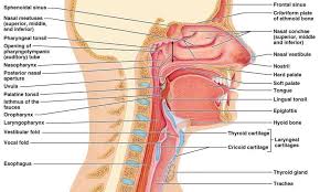 The nasal cavity the nose opens into the nasal cavity. Nose Diagram Respiratory System Anatomy Respiratory System Human Body Systems