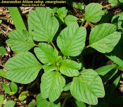 Image result for Amaranthus blitum