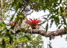 The largest tropical rainforest in the world is the south american amazon rainforest, much of which lies in brazil. The 29 Most Fascinating Plants In The Amazon Rainforest Tourthetropics Com