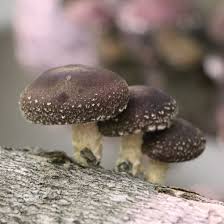 Image result for Lentinus edodes