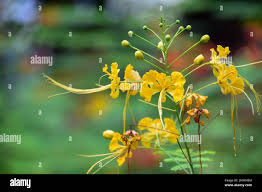 Image result for Caesalpinia cassioides