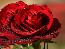 Spece molto più piccola della precedente, con fiori rosa. Quale Fiore E Come Una Rosa Eustoma Ibisco Begonia Ranuncolo Ranuncolo Descrizione E Foto