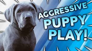 Other aggressive dog behaviors, including territorial aggression, predatory aggression and sexual aggression should not be ignored and also need to be addressed. How To Stop Aggressive Puppy Play Youtube