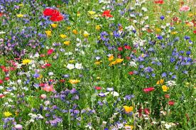 Schnittblumen Aus Dem Garten Sommerblumen Blumen Wiese Wildblumenwiese