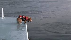 We did not find results for: The Funniest Dog Gifs To Hit The Internet News