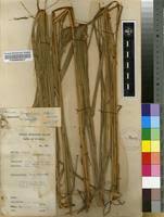 Image result for Panicum phragmitoides