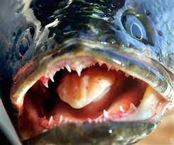 Evil Under The Water Snakehead Fish Scary Fish Fish