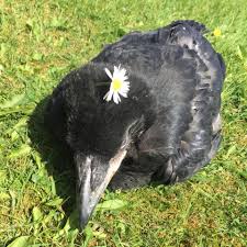 My Baby Raven Pepper Out Enjoying The Sun Aww Cute Animals Cats Dogs Animals Friends Funny Animals Animals