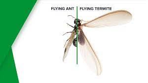 For example, while both termites and ants might have wings, ants. Flying Termites And Termite Swarmers Western Exterminator