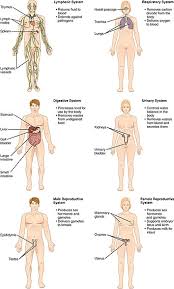 The human body is everything that makes up, well, you. List Of Systems Of The Human Body Wikipedia