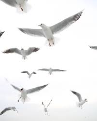 Kus Olur Sen Ucusu Hatirla Gunaydin Tbt Nofilter Editsiz Istanbul Anlatistanbul Aziz Istanbul Sehir Istanbul Animals Release Dove Bird