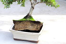 Watering Bonsai How To Water Your Trees Bonsai Empire