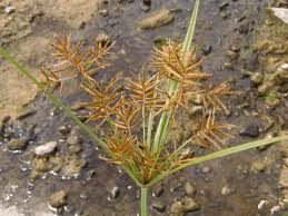 Image result for Cyperus denudatus