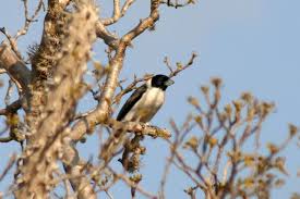 Image result for Nesaea passerinoides