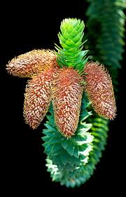 Image result for Araucariaceae