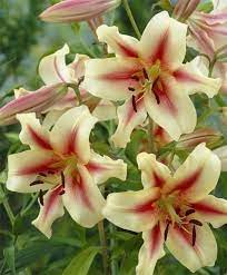 Orienpet Lily Lavon I Got This For Me And My Sista She Is A Tree Lily Bulb Flowers Lilies Flower Tree Lily