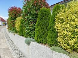 Attraktive Gren Attraktive Gren Sichtschutzpflanzen In 2020 Creative Gardening Garden Design Hedges