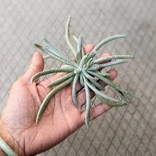 Image result for Caputia