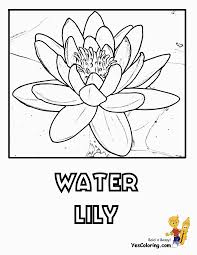 Show your kids a fun way to learn the abcs with alphabet printables they can color. Luxurious Coloring Flower Pictures Lily Free Easter Lilies