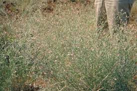 Image result for Xerophyta squarrosa