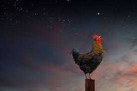 Ini kata rasulullah jika ayam jantan berkokok tengah malam #masmaulchannel. Pernah Mendengar Ayam Berkokok Malam Hari Bukan Mitos Rupanya Pertanda Akan Hal Ini Esok Harinya