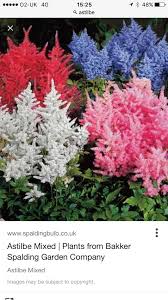 Suggested Flowers By Florist Fall Vegetables To Plant Flower Seeds Lily Seeds