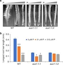 When a person's diet is not optimal, the body diverts nutrients to more important functions and growth. Rice Auxin Influx Carrier Osaux1 Facilitates Root Hair Elongation In Response To Low External Phosphate Nature Communications