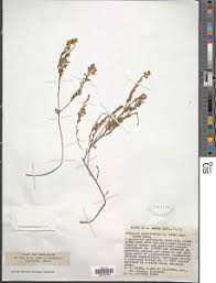 Image result for Polygala sphenoptera