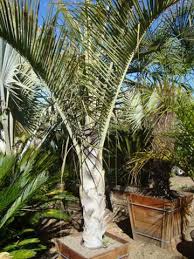 We did not find results for: Large Specimen Palm Trees And Cycads