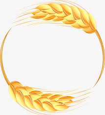 beautiful wheat border frame vector wheat wheat png transparent clipart image and psd file for free download wheat drawing wheat borders and frames