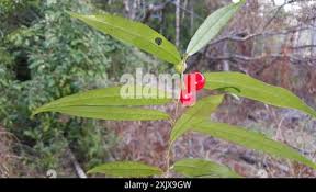 Image result for Icacinaceae