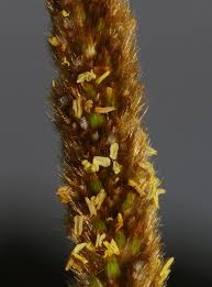 Image result for Eriochrysis