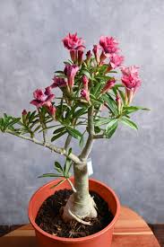 Image result for Adenium