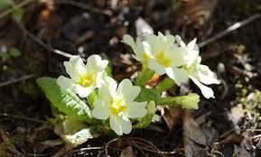 Maybe you would like to learn more about one of these? Spring Plants That Flourish In Lancaster Pa Frugal Lancaster