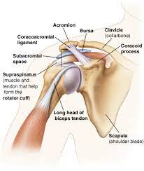 Its main job is to assist with rotation of the arm away from the body. The Shoulder Joint