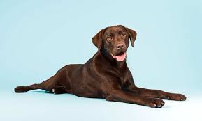 This is why it is common to wait on a waiting list for top quality lab puppies from a ckc registered breeder. If You Want A Chocolate Lab This Is What You Need To Know K9 Web