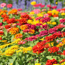 Immediately pot up your cutting in moist potting mix, sand, perlite, or vermiculite. Zinnia Flower Garden Seeds State Fair Mix 1000 Seeds Annual Flower Gardening Seed Zinnia Elegens Walmart Com Walmart Com