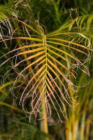 Maybe you would like to learn more about one of these? How To Trim Areca Palms Tips On Knowing When To Prune