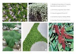 We are happy to ship tube stock plants to anywhere in the country. 5 Of Our Favourite Creeping Groundcovers For Brisbane Gardens Greater Brisbane Gardens