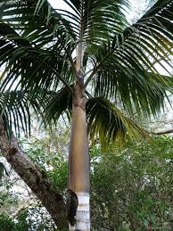 Image result for Acanthophoenix rubra