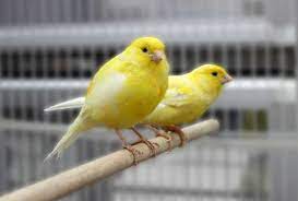 Download Suara Burung Kenari Gacor Terindah Mp3 Harga