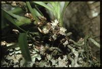 Image result for Ancistrorhynchus