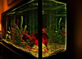 Cleaning and checking my 10 gallon betta home видео clean betta fish tank. Best Self Cleaning Fish Tanks Easy Low Maintenance