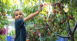 Shaping and promoting a particular tree form is done to establish the plant in a particular situation under certain. Home Common Vision