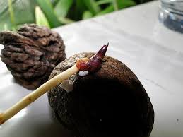 Image result for Raphia ruwenzorica