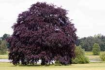 Maybe you would like to learn more about one of these? Ornamental Garden Trees For Sale Uk Grown Ashridge Nurseries