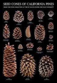 Pine Cone Collection Knitting Bordado Pine Cone Art Pine Cones Pine Cone Crafts