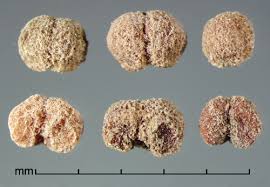 Image result for Cuscuta hyalina