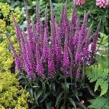 Maybe you would like to learn more about one of these? Eveline Veronica Flowers Perennials Perennials Plants