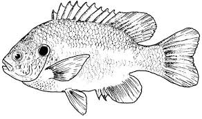 Free, printable coloring pages for adults that are not only fun but extremely relaxing. Free Large Mouth Bass Coloring Pages Sketch Coloring Page Coloring Pages Fish Coloring Page Color
